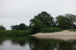 Tiere an der Elbe: einsamer Reiher
