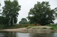 Tiere an der Elbe: Kuh-Posse