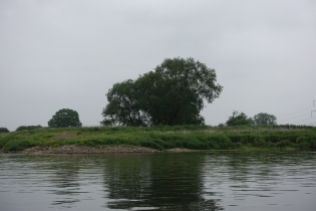 Tiere an der Elbe: Rehbock