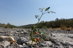Zäh: Tomaten im Flussbett