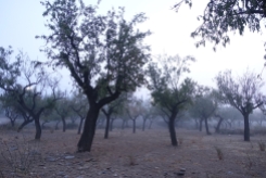 Morgennebel in den Oliven